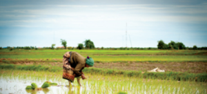 Image / illustration